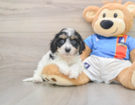 6 week old Cavachon Puppy For Sale - Seaside Pups