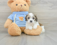 6 week old Cavachon Puppy For Sale - Seaside Pups