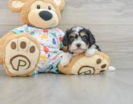 6 week old Cavachon Puppy For Sale - Seaside Pups