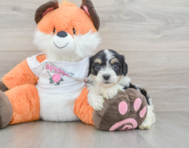 7 week old Cavachon Puppy For Sale - Seaside Pups