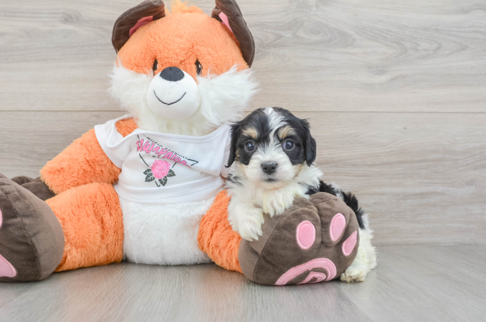5 week old Cavachon Puppy For Sale - Seaside Pups