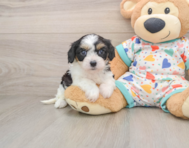 6 week old Cavachon Puppy For Sale - Seaside Pups