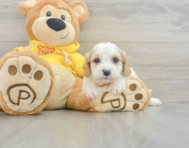 9 week old Cavachon Puppy For Sale - Seaside Pups