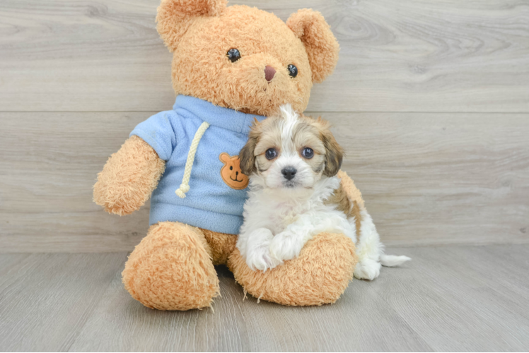 Cute Cavachon Baby