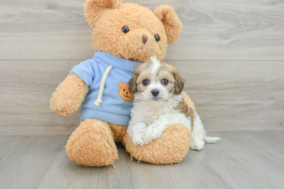 Cute Cavachon Baby