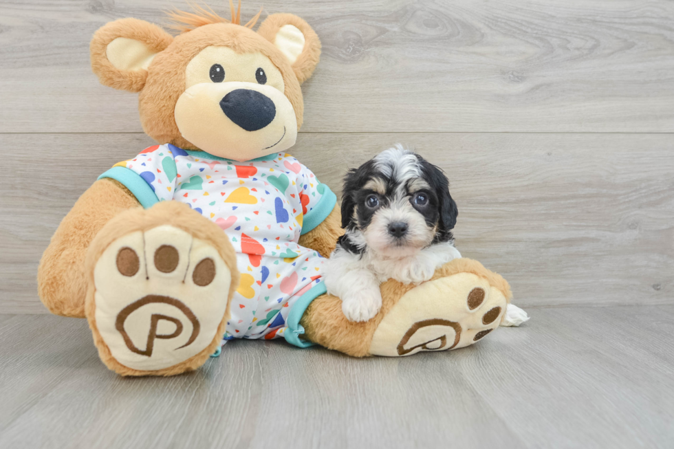 Sweet Cavachon Baby