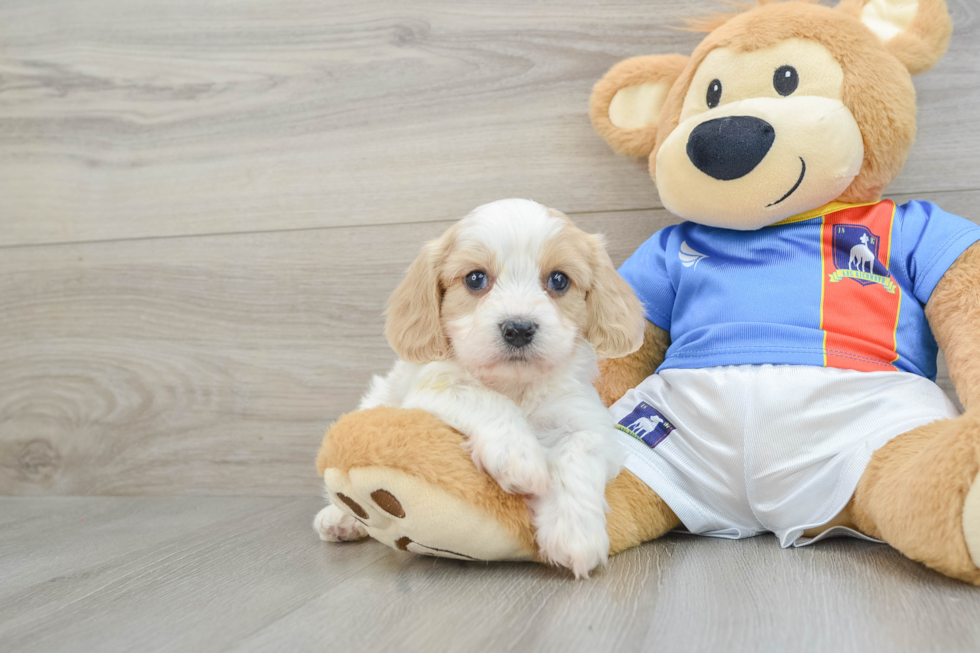 Popular Cavachon Designer Pup