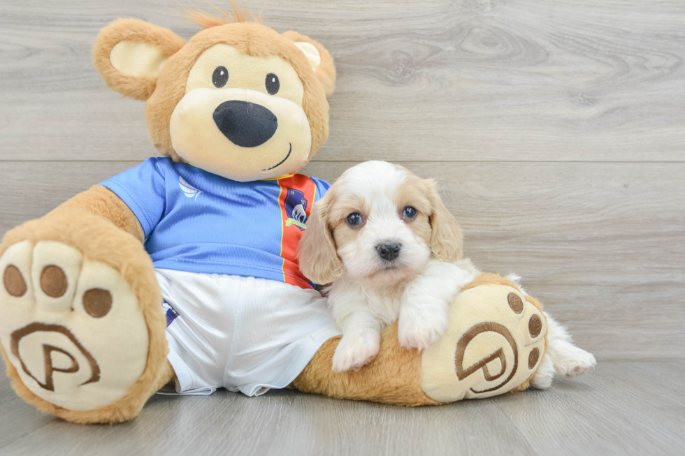 Fluffy Cavachon Designer Pup