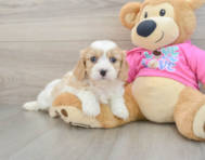 5 week old Cavachon Puppy For Sale - Seaside Pups