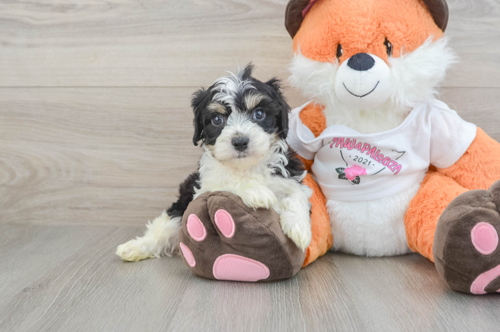 5 week old Cavachon Puppy For Sale - Seaside Pups