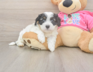 5 week old Cavachon Puppy For Sale - Seaside Pups