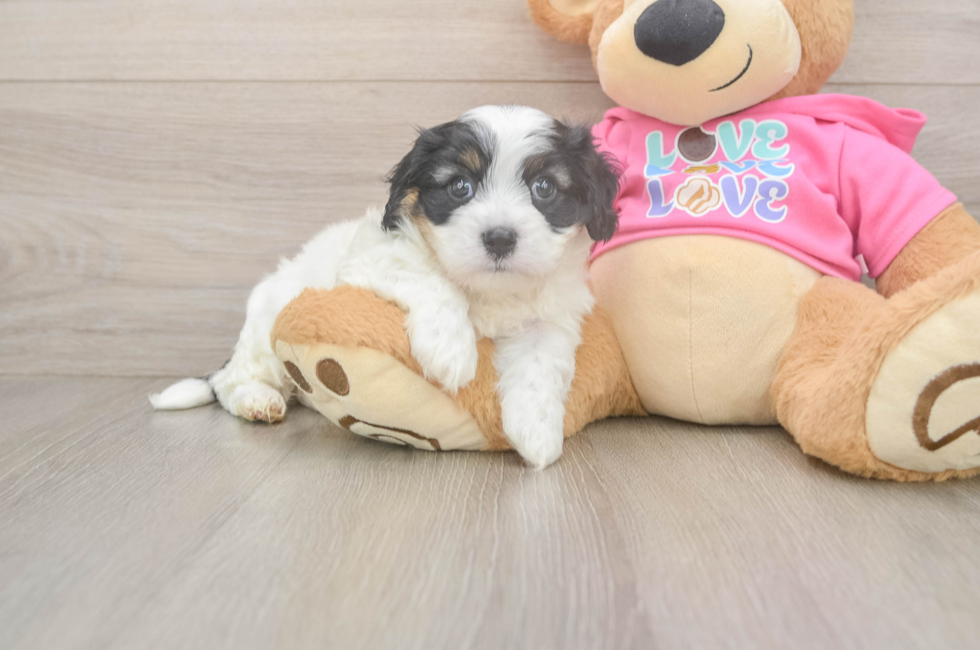 6 week old Cavachon Puppy For Sale - Seaside Pups