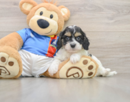 6 week old Cavachon Puppy For Sale - Seaside Pups