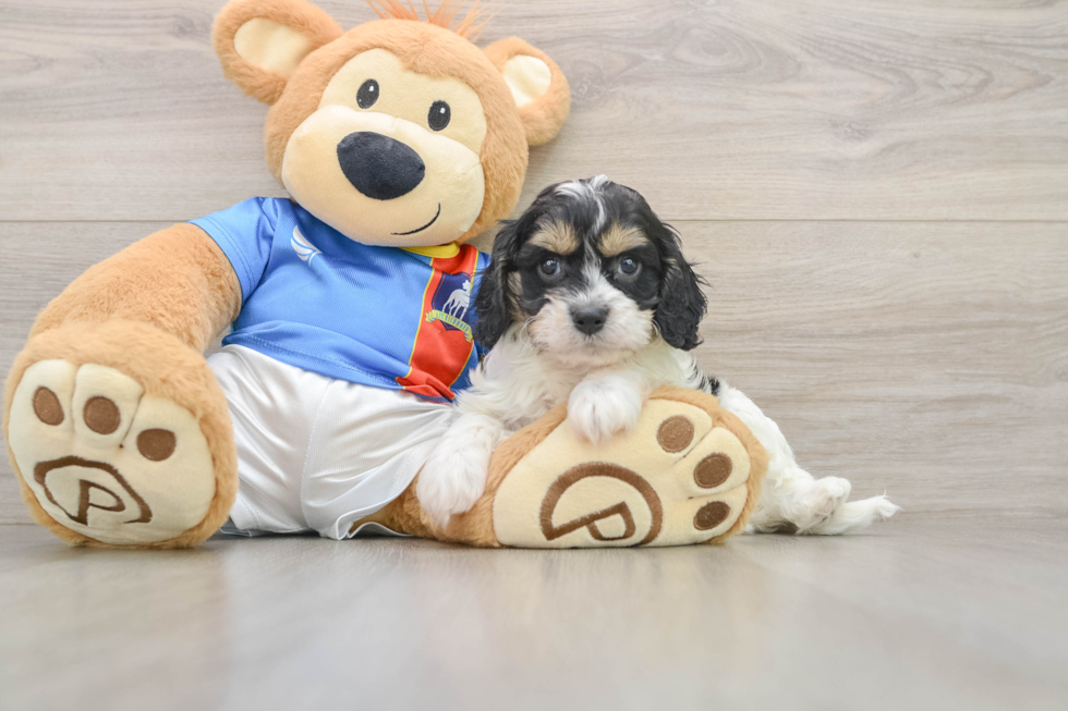 Best Cavachon Baby