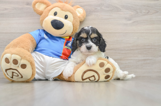Best Cavachon Baby