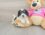 5 week old Cavachon Puppy For Sale - Seaside Pups