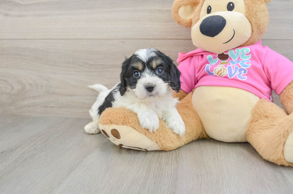 5 week old Cavachon Puppy For Sale - Seaside Pups