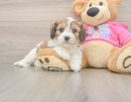 5 week old Cavachon Puppy For Sale - Seaside Pups