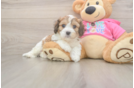 Cavachon Pup Being Cute