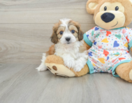 7 week old Cavachon Puppy For Sale - Seaside Pups