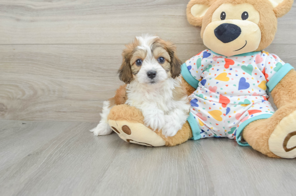 6 week old Cavachon Puppy For Sale - Seaside Pups