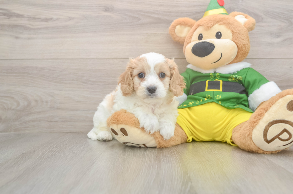 6 week old Cavachon Puppy For Sale - Seaside Pups