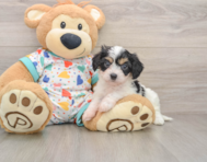 5 week old Cavachon Puppy For Sale - Seaside Pups