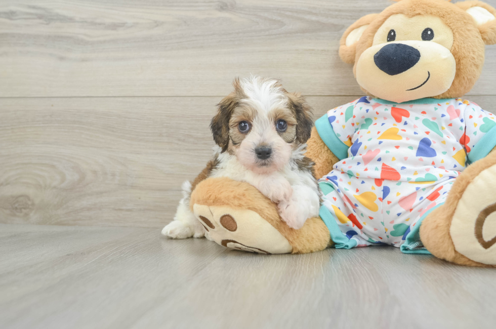 7 week old Cavachon Puppy For Sale - Seaside Pups