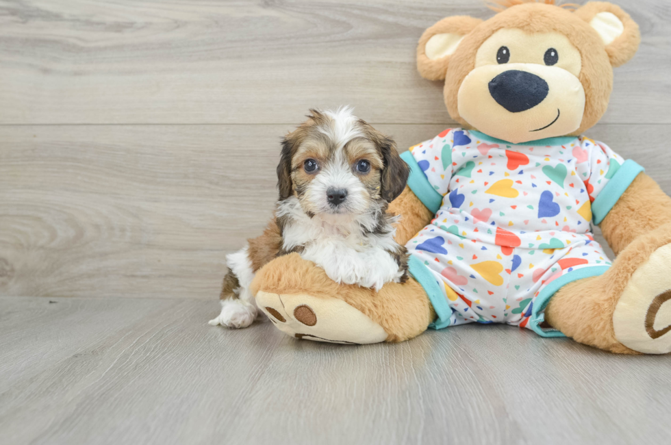 6 week old Cavachon Puppy For Sale - Seaside Pups