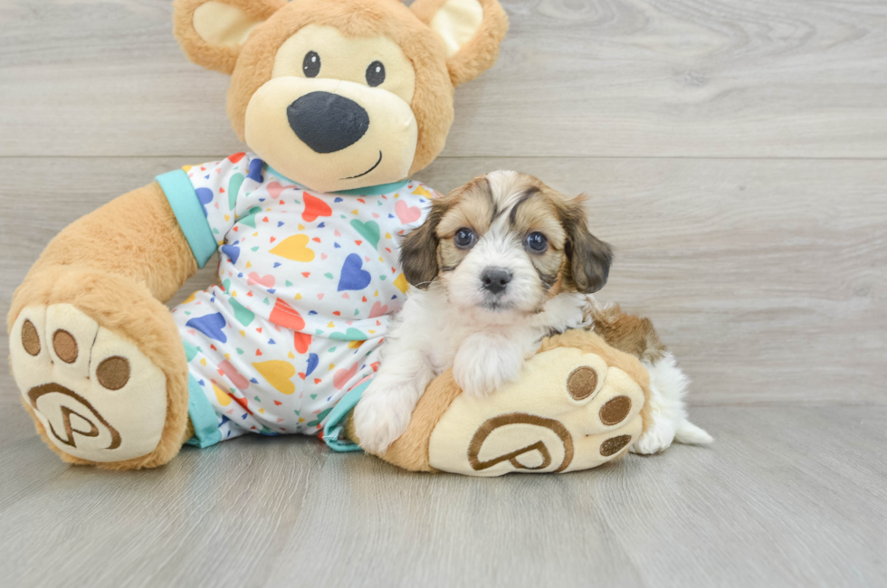 6 week old Cavachon Puppy For Sale - Seaside Pups