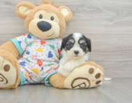 5 week old Cavachon Puppy For Sale - Seaside Pups