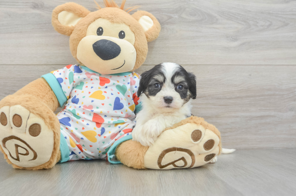 5 week old Cavachon Puppy For Sale - Seaside Pups