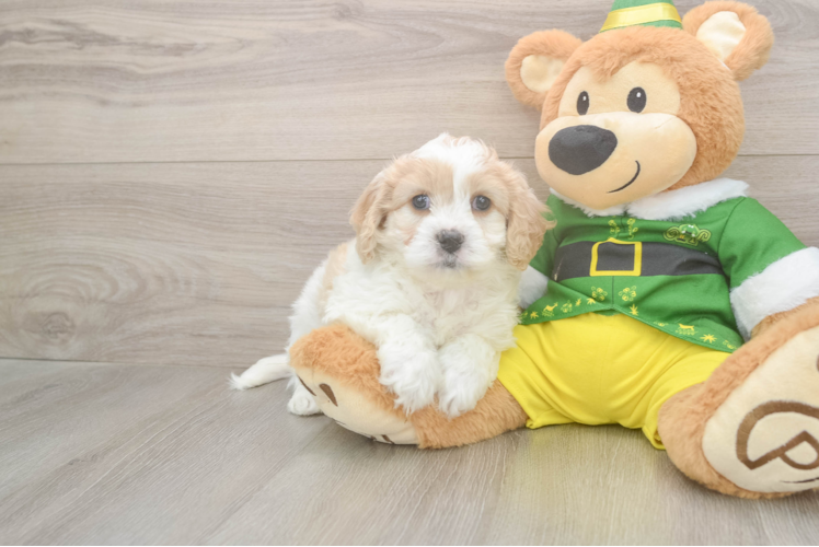 Adorable Cavalier Bichon Designer Puppy