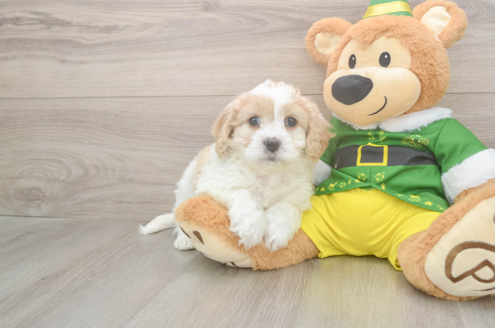 6 week old Cavachon Puppy For Sale - Seaside Pups