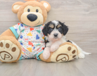 6 week old Cavachon Puppy For Sale - Seaside Pups