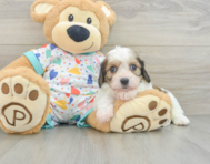 7 week old Cavachon Puppy For Sale - Seaside Pups