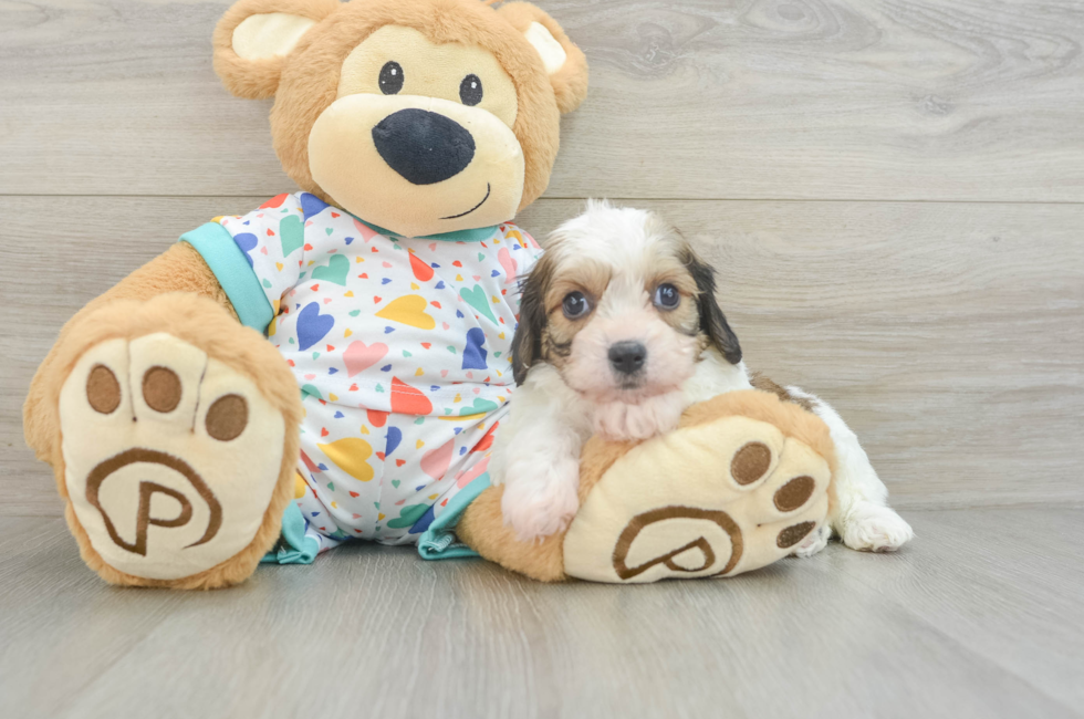 7 week old Cavachon Puppy For Sale - Seaside Pups