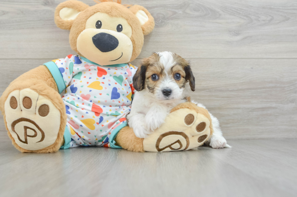 6 week old Cavachon Puppy For Sale - Seaside Pups