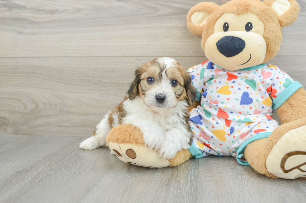 6 week old Cavachon Puppy For Sale - Seaside Pups