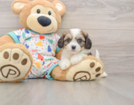 6 week old Cavachon Puppy For Sale - Seaside Pups