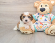 7 week old Cavachon Puppy For Sale - Seaside Pups