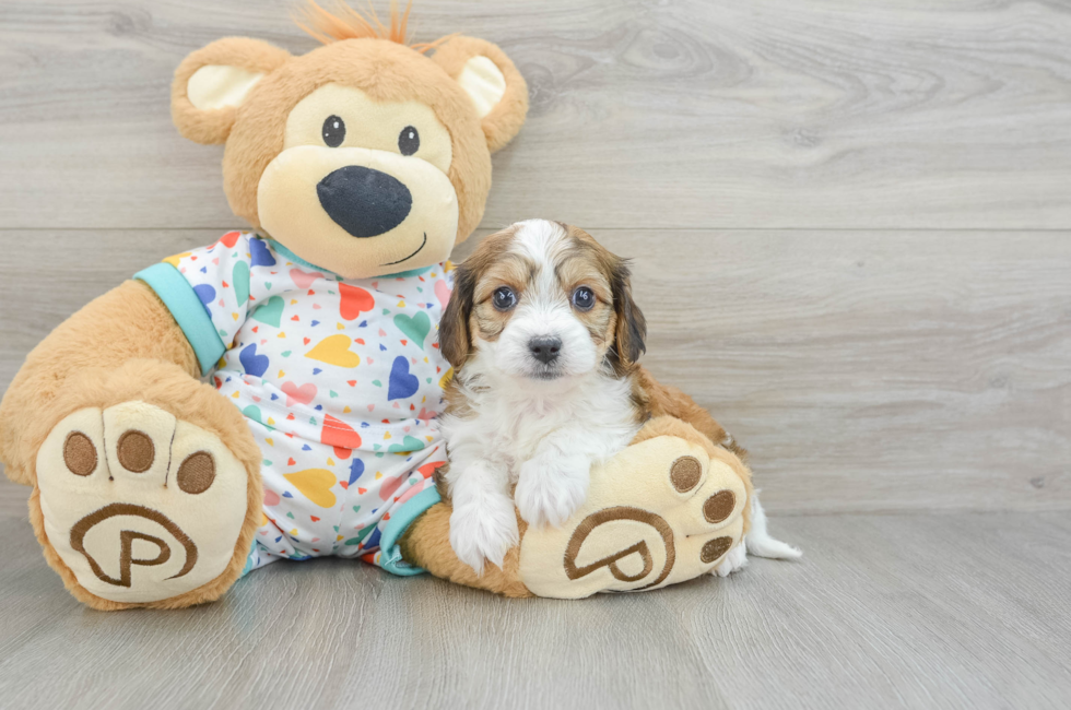 6 week old Cavachon Puppy For Sale - Seaside Pups