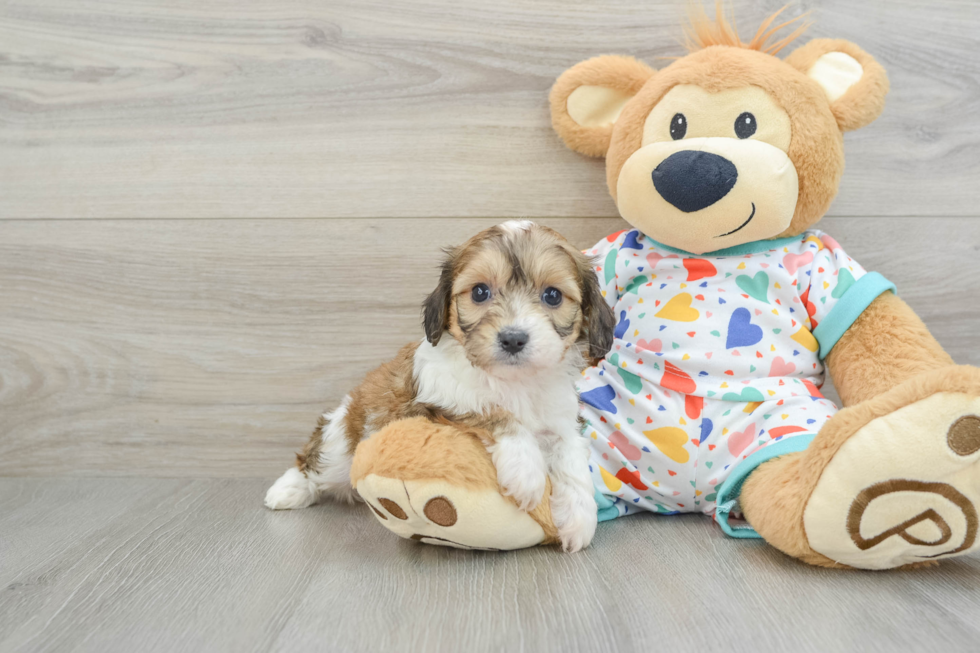 Fluffy Cavachon Designer Pup