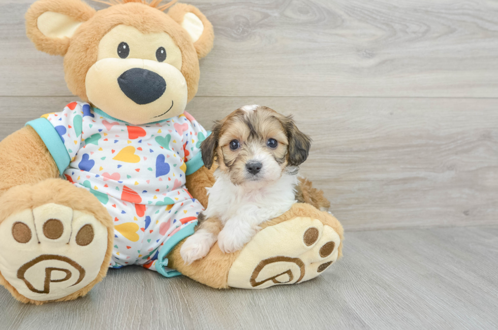 6 week old Cavachon Puppy For Sale - Seaside Pups