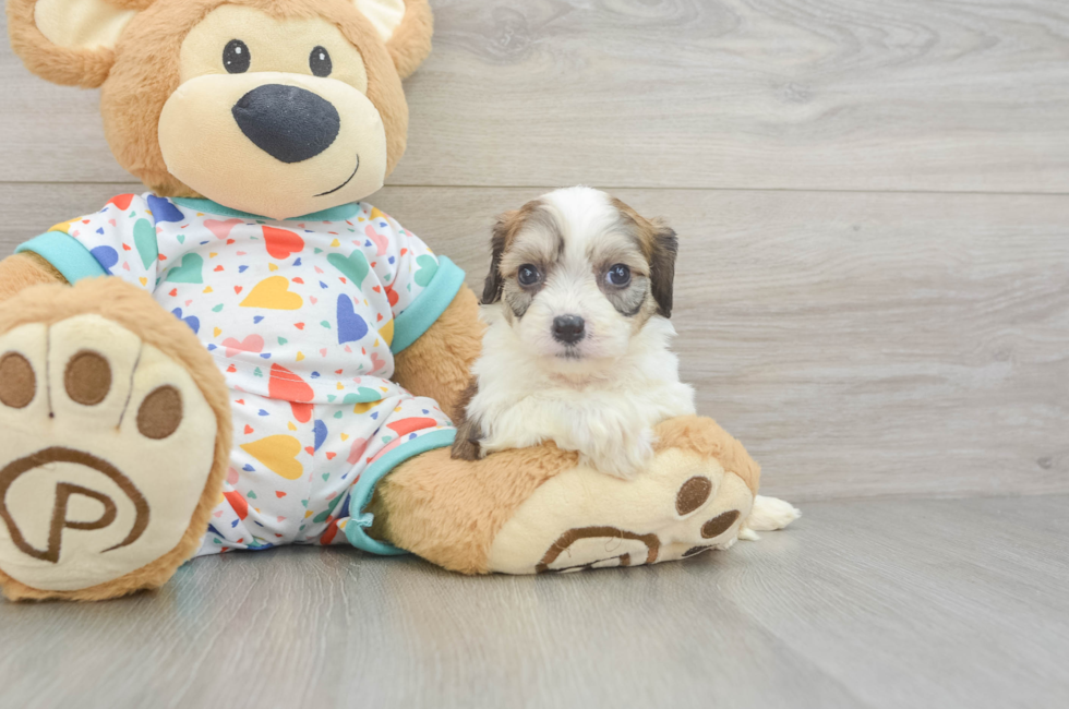 5 week old Cavachon Puppy For Sale - Seaside Pups