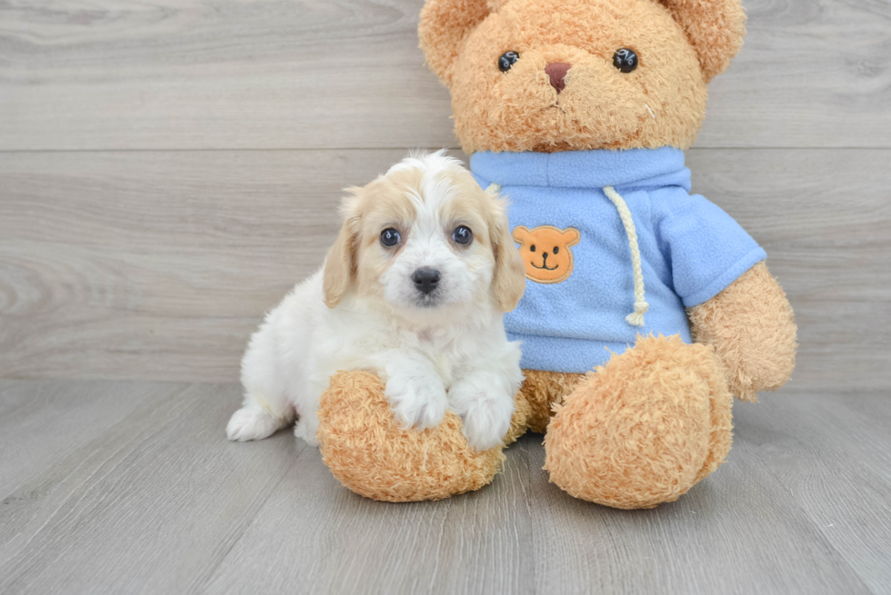 Cavachon Puppy for Adoption