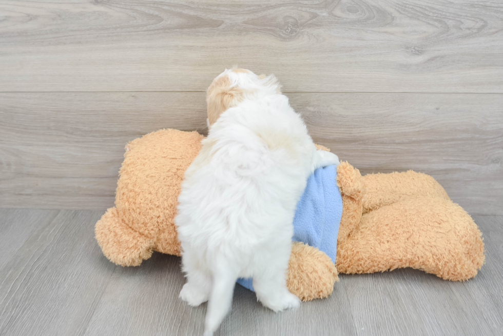 Cavachon Puppy for Adoption