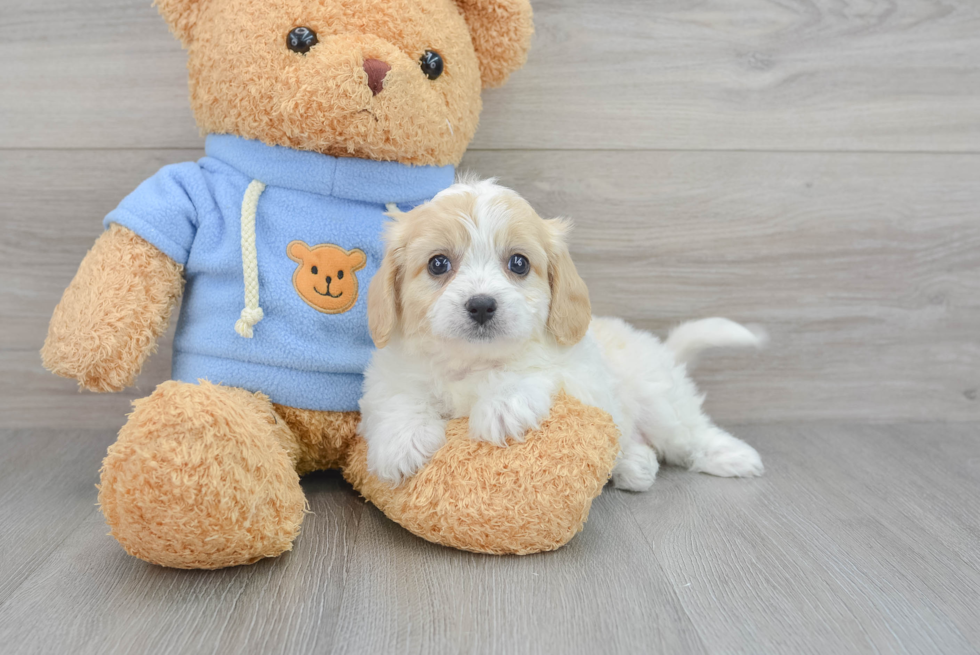 Cavachon Puppy for Adoption