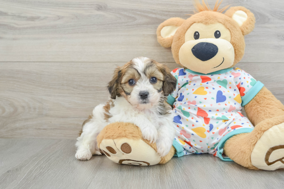 Best Cavachon Baby