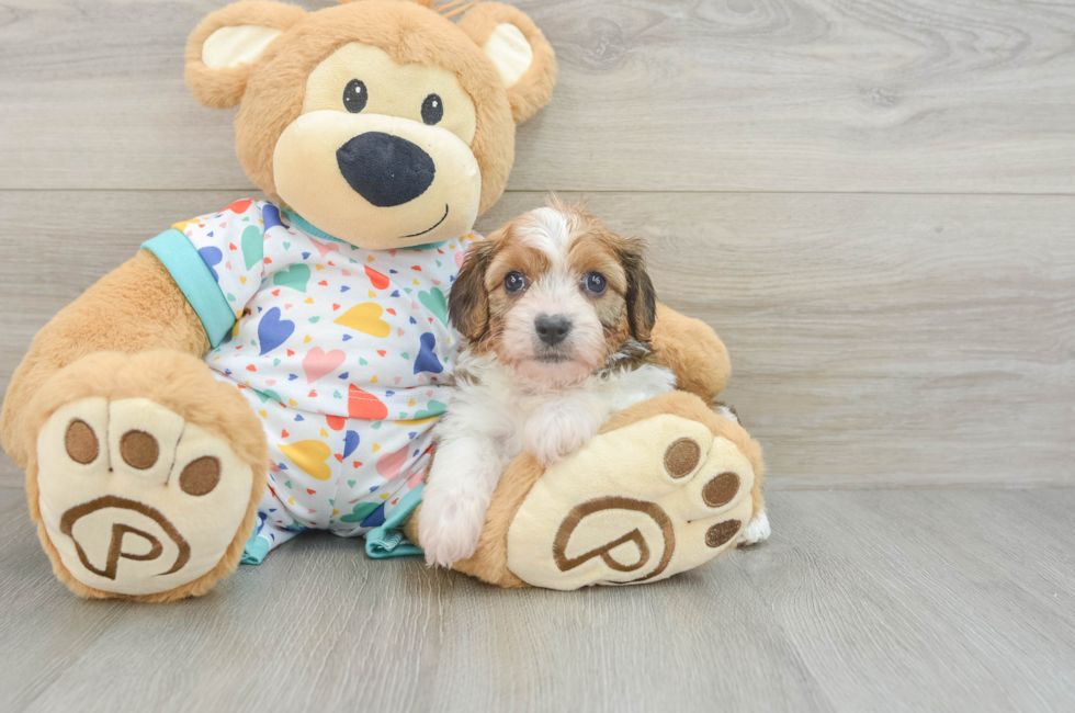 7 week old Cavachon Puppy For Sale - Seaside Pups